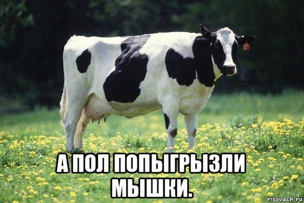 а пол попыгрызли мышки.