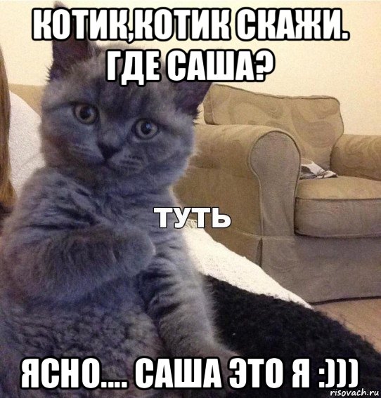 котик,котик скажи. где саша? ясно.... саша это я :))), Мем Котик - Туть