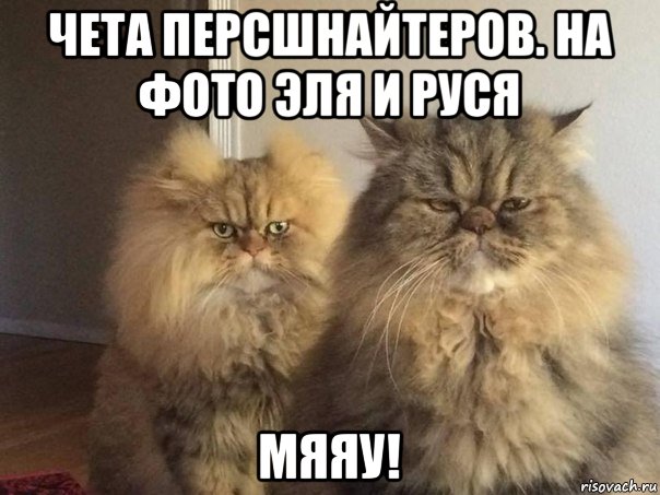 чета персшнайтеров. на фото эля и руся мяяу!