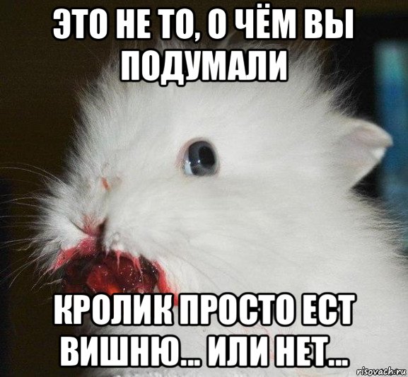 это не то, о чём вы подумали кролик просто ест вишню... или нет...