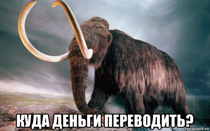  куда деньги переводить?, Мем Мамонт