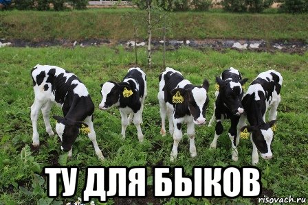  ту для быков