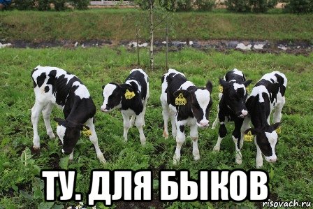  ту. для быков