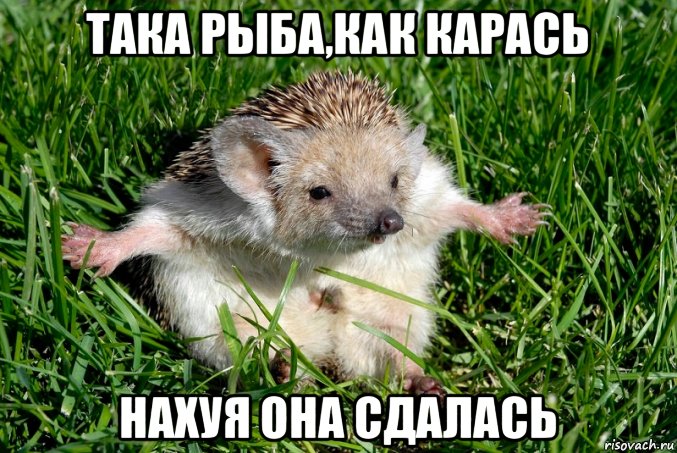 така рыба,как карась нахуя она сдалась