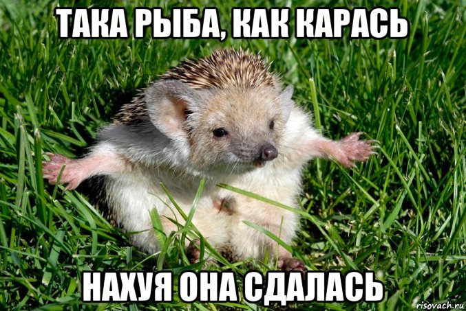 така рыба, как карась нахуя она сдалась