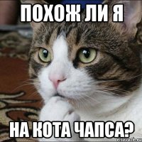 похож ли я на кота чапса?