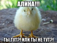 Алина!!! Ты тут?! Или ты не тут?!