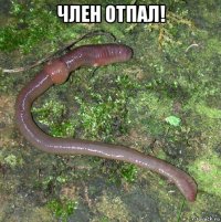 член отпал! 