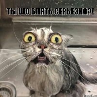 Ты шо блять серьезно?! 