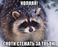 коляяя! єноти стежать за тобою