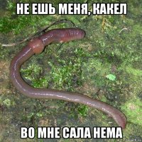 не ешь меня, какел во мне сала нема