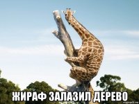  жираф залазил дерево