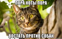 пора коты пора востать против собак