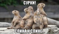 сурки! спина к спине...