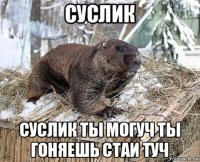 суслик суслик ты могуч ты гоняешь стаи туч