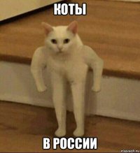 коты в россии