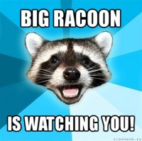 big racoon is watching you!