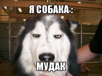 я собака : мудак