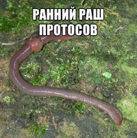 ранний раш протосов 