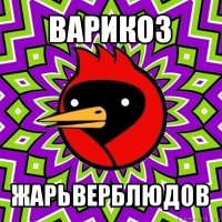 варикоз жарьверблюдов