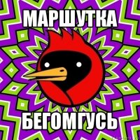 маршутка бегомгусь