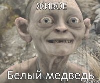 Белый медведь ЖИВОЕ