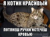 я котик красивый потянеш ручки истечеш кровью