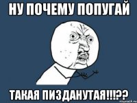 ну почему попугай такая пизданутая!!!??