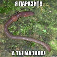 я паразит!! а ты мазила!