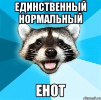 единственный нормальный енот