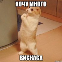 хочу много вискаса