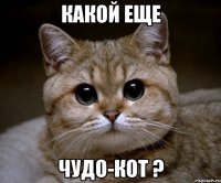 какой еще чудо-кот ?