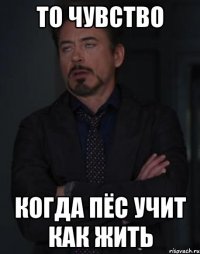 то чувство когда пёс учит как жить