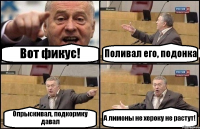 Вот фикуc! Поливал его, подонка Опрыскивал, подкормку давал А лимоны не хероку не растут!