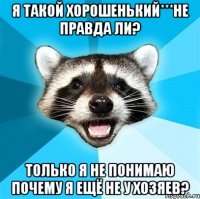 я такой хорошенький***не правда ли? только я не понимаю почему я ещё не у хозяев?