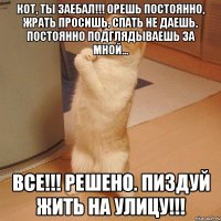 кот, ты заебал!!! орешь постоянно, жрать просишь, спать не даешь, постоянно подглядываешь за мной... все!!! решено. пиздуй жить на улицу!!!