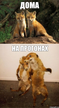 ДОМА На прогонах