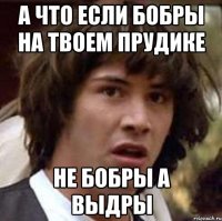 а что если бобры на твоем прудике не бобры а выдры