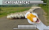 гусипокалипсис!!!..... .....!!!