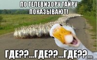 по телевизору тайру показывают! где??...где??...где??...