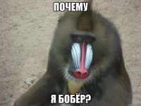 почему я бобёр?