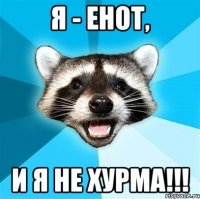 я - енот, и я не хурма!!!