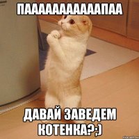 пааааааааааапаа давай заведем котенка?;)