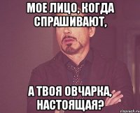 мое лицо, когда спрашивают, а твоя овчарка, настоящая?