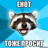 енот тоже просит