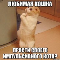 любимая кошка прости своего импульсивного кота?