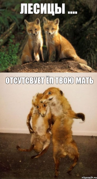 лесицы .... отсутсвует Ёп твою мать