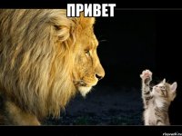 привет 