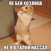 не бей хозяйка не я в тапки нассал