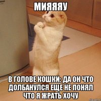 мияяяу в голове кошки: да он что долбанулся еще не понял что я жрать хочу